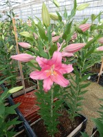 [5335 Monferrato VH No01.JPG]